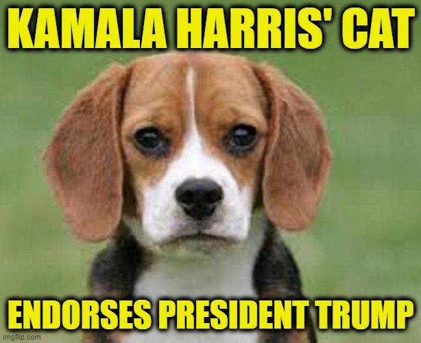 All These Relative Endorsements | KAMALA HARRIS' CAT; ENDORSES PRESIDENT TRUMP | image tagged in transgender,ohio,hatian,kamala,trump | made w/ Imgflip meme maker