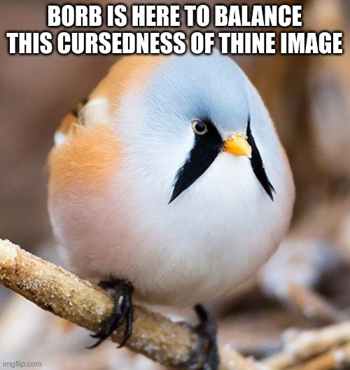 BORB IS HERE TO BALANCE THIS CURSEDNESS OF THINE IMAGE | image tagged in mmmmm borb | made w/ Imgflip meme maker