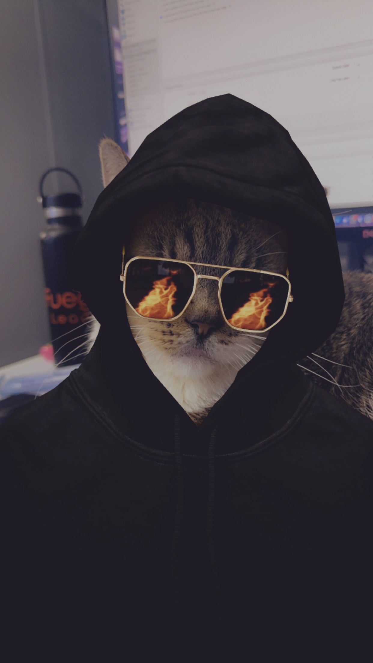 Hacker Cat Blank Meme Template