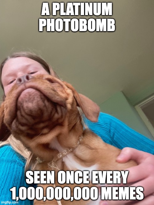 The PLATINUM PHOTOBOMB! | A PLATINUM PHOTOBOMB; SEEN ONCE EVERY 1,000,000,000 MEMES | image tagged in doggie photobomb,dogs,dog,funny memes,memes,puppy | made w/ Imgflip meme maker