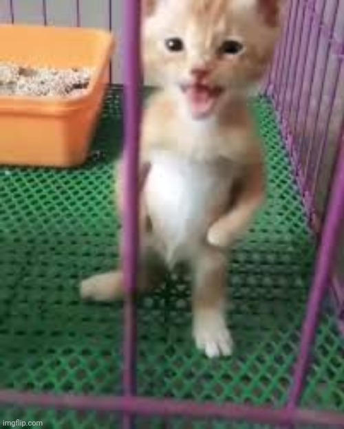 Cat squaring up | image tagged in cat squaring up | made w/ Imgflip meme maker