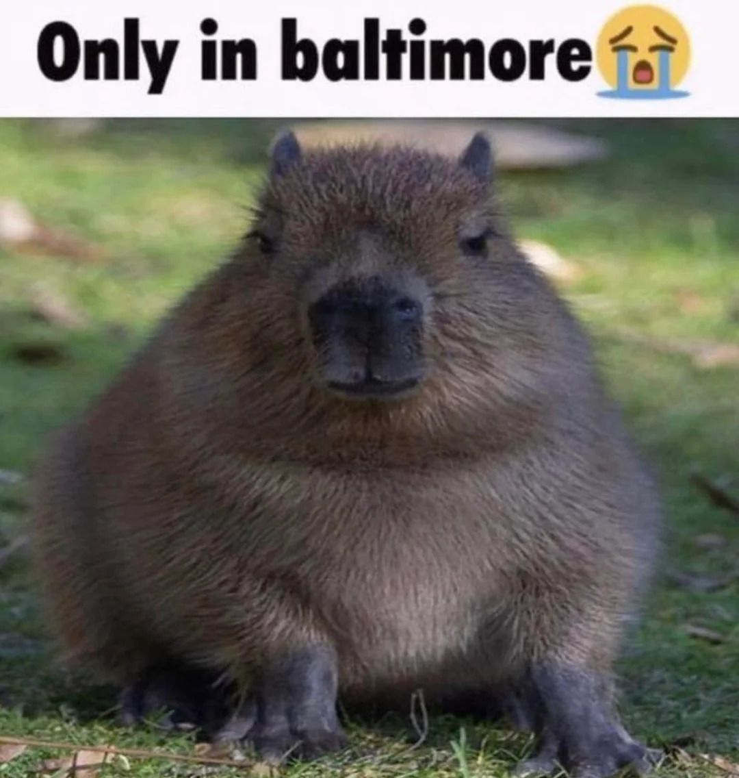 High Quality only in baltimore Blank Meme Template