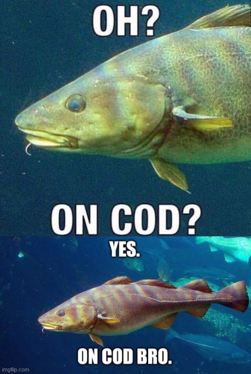 image tagged in on cod,yes on cod bro | made w/ Imgflip meme maker