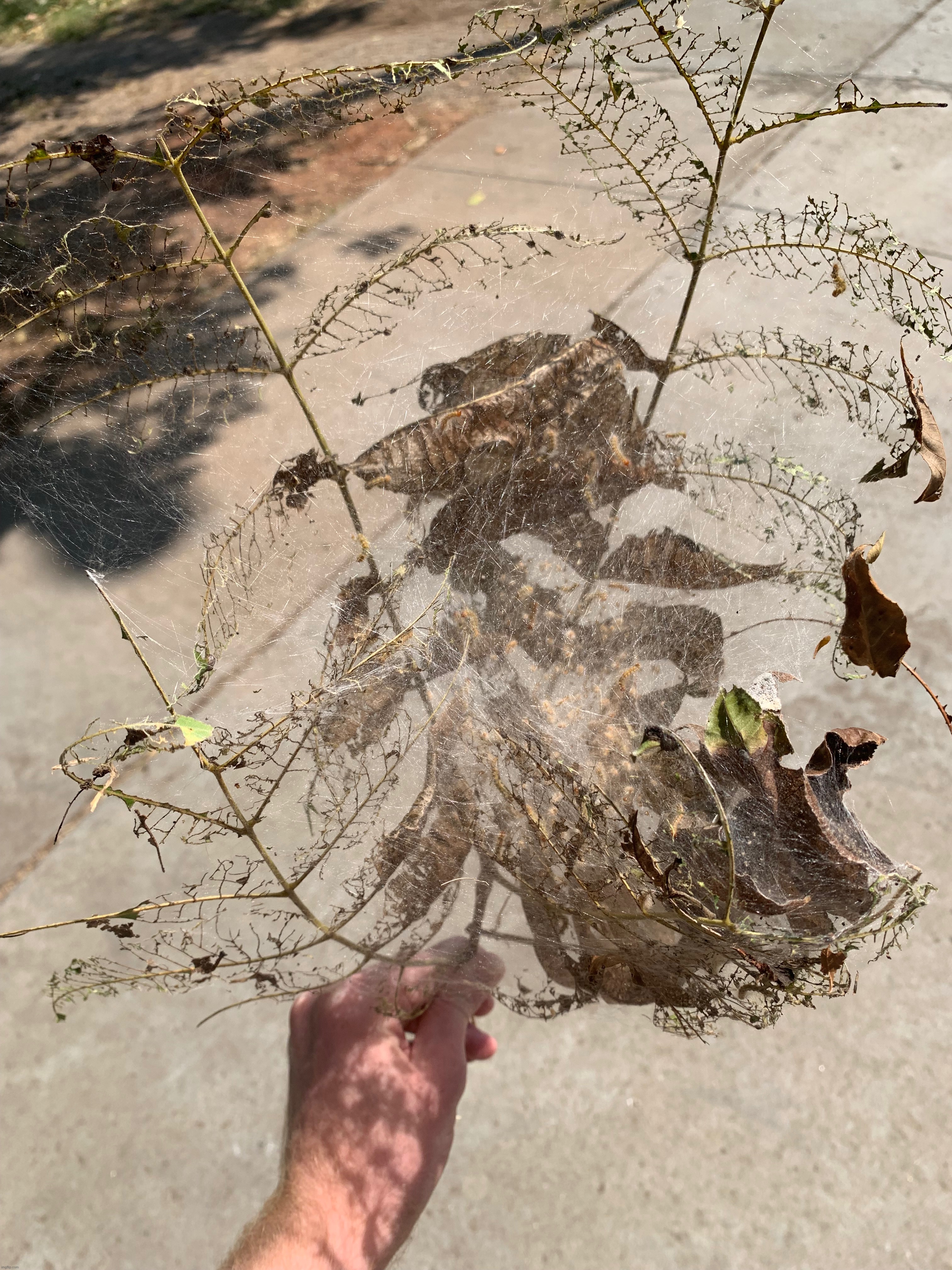 Fall webworms | made w/ Imgflip meme maker