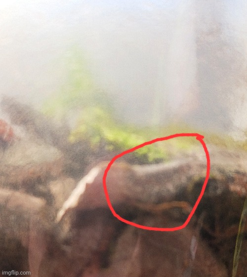 Hard to see here, but I now have a roly-poly for a pet (it's for a class project). He needs a name | made w/ Imgflip meme maker