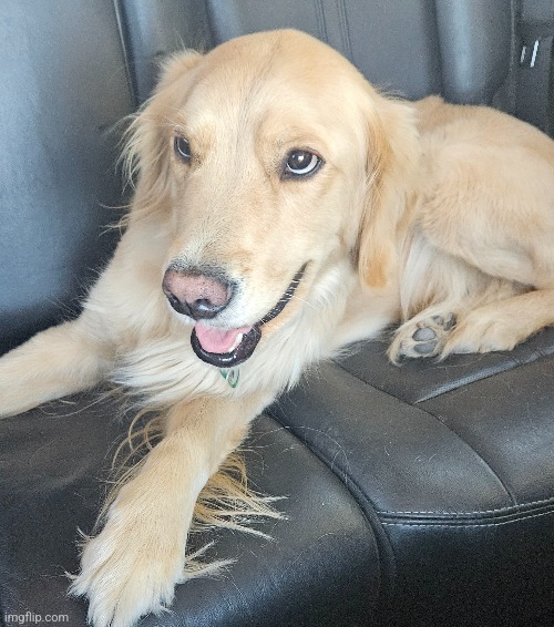 Today is my dog's 3rd birthday | made w/ Imgflip meme maker