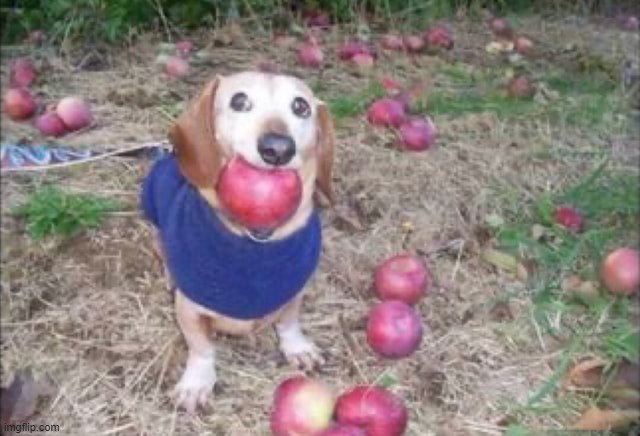 this dock | image tagged in this dock | made w/ Imgflip meme maker