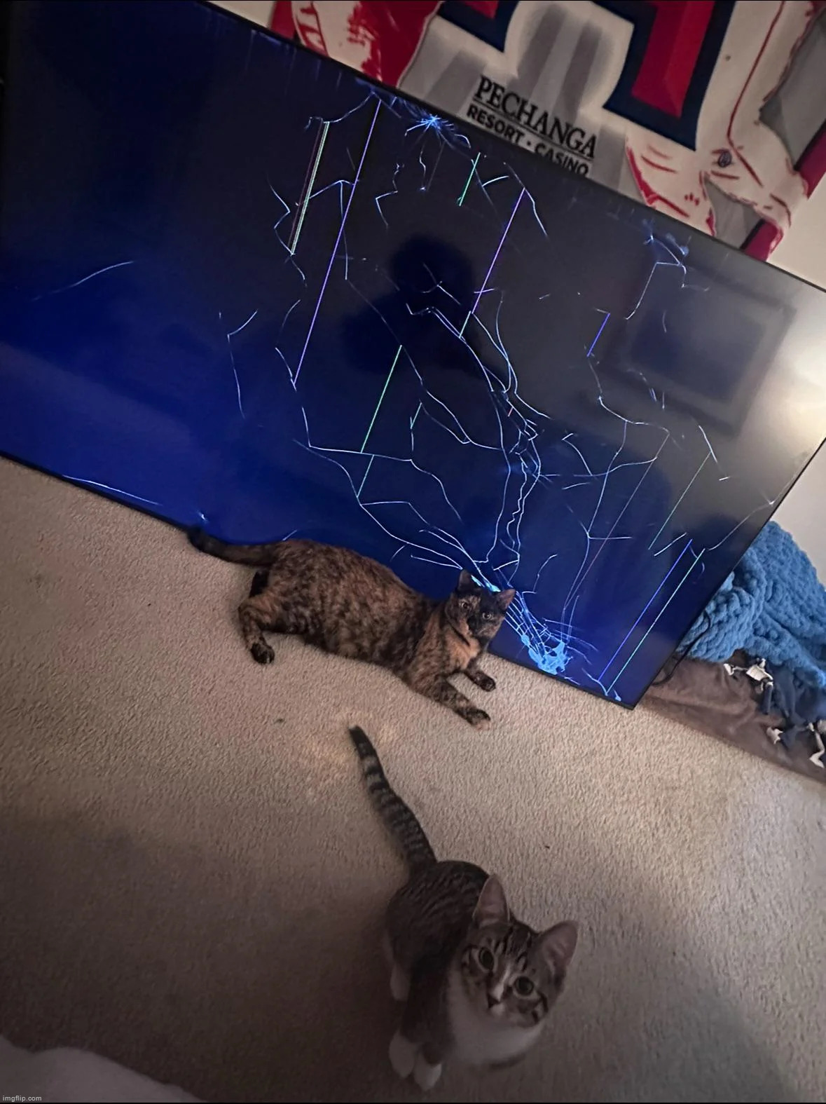 "Cats are better than dogs" Also cats: | made w/ Imgflip meme maker