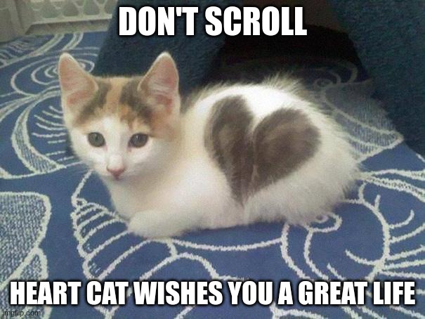 Heart cat loves you | DON'T SCROLL; HEART CAT WISHES YOU A GREAT LIFE | image tagged in cute cat heart,cute | made w/ Imgflip meme maker