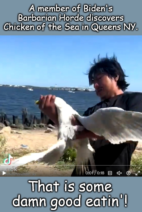 Why are there fewer seagulls and more migrants? | A member of Biden's Barbarian Horde discovers Chicken of the Sea in Queens NY. That is some damn good eatin'! | image tagged in memes,politics,queens ny,ny,migrants | made w/ Imgflip meme maker