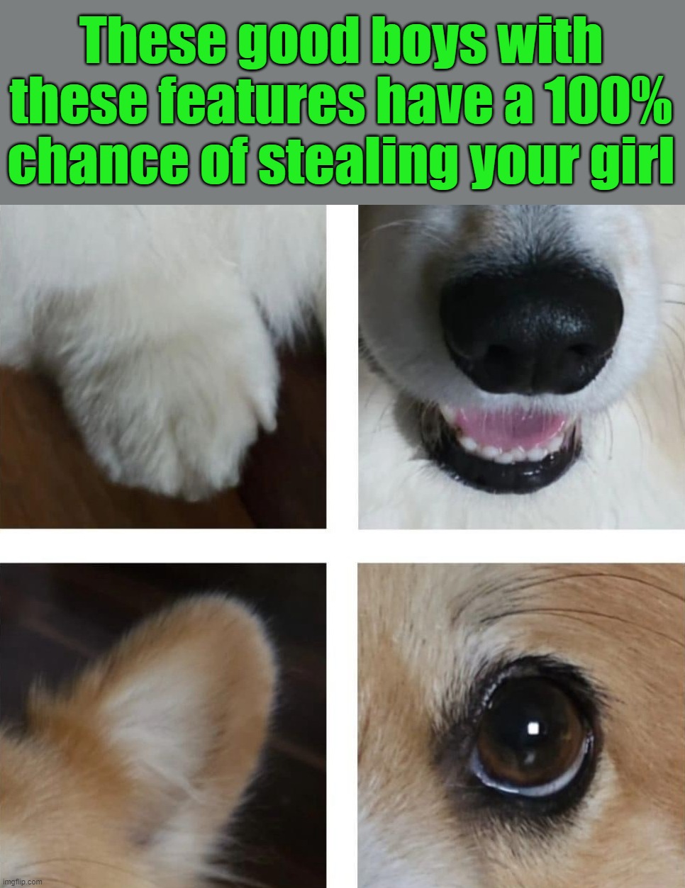 Good boys are the best | These good boys with these features have a 100% chance of stealing your girl | image tagged in dogs | made w/ Imgflip meme maker