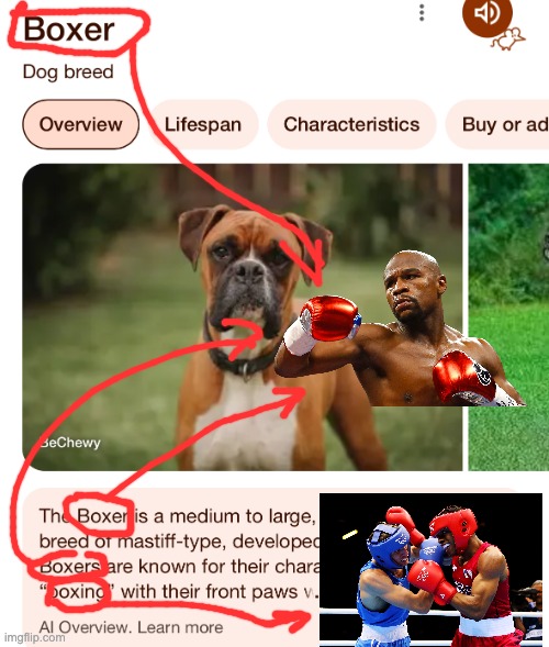 Boxer. | image tagged in boxing,boxer,name soundalikes,soundalikes,names,google images | made w/ Imgflip meme maker