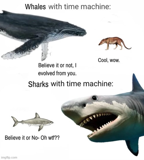 image tagged in time machine,whales,sharks | made w/ Imgflip meme maker