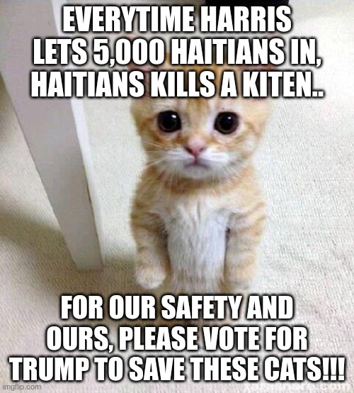 Haitians Kills a Kitten... | EVERYTIME HARRIS LETS 5,000 HAITIANS IN, HAITIANS KILLS A KITEN.. FOR OUR SAFETY AND OURS, PLEASE VOTE FOR TRUMP TO SAVE THESE CATS!!! | image tagged in memes,cute cat | made w/ Imgflip meme maker