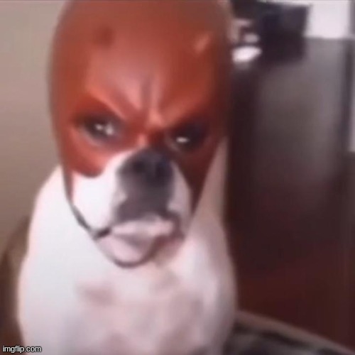 Dog with daredevil mask | image tagged in dog with daredevil mask | made w/ Imgflip meme maker