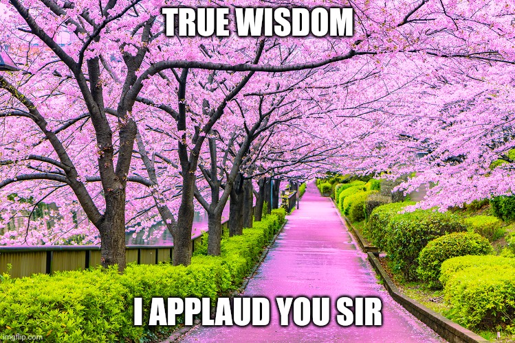 TRUE WISDOM I APPLAUD YOU SIR | image tagged in cherry blossoms in tokyo | made w/ Imgflip meme maker