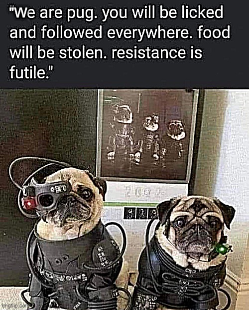 "We are Pug !" | "W | image tagged in food for thought | made w/ Imgflip meme maker