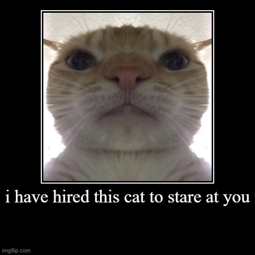 i have hired this cat to stare at you | | image tagged in funny,demotivationals | made w/ Imgflip demotivational maker