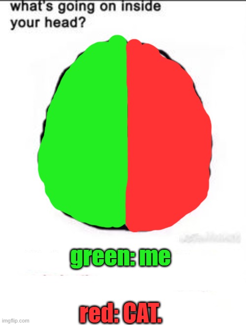 What's going on inside your head? | green: me; red: CAT. | image tagged in what's going on inside your head | made w/ Imgflip meme maker