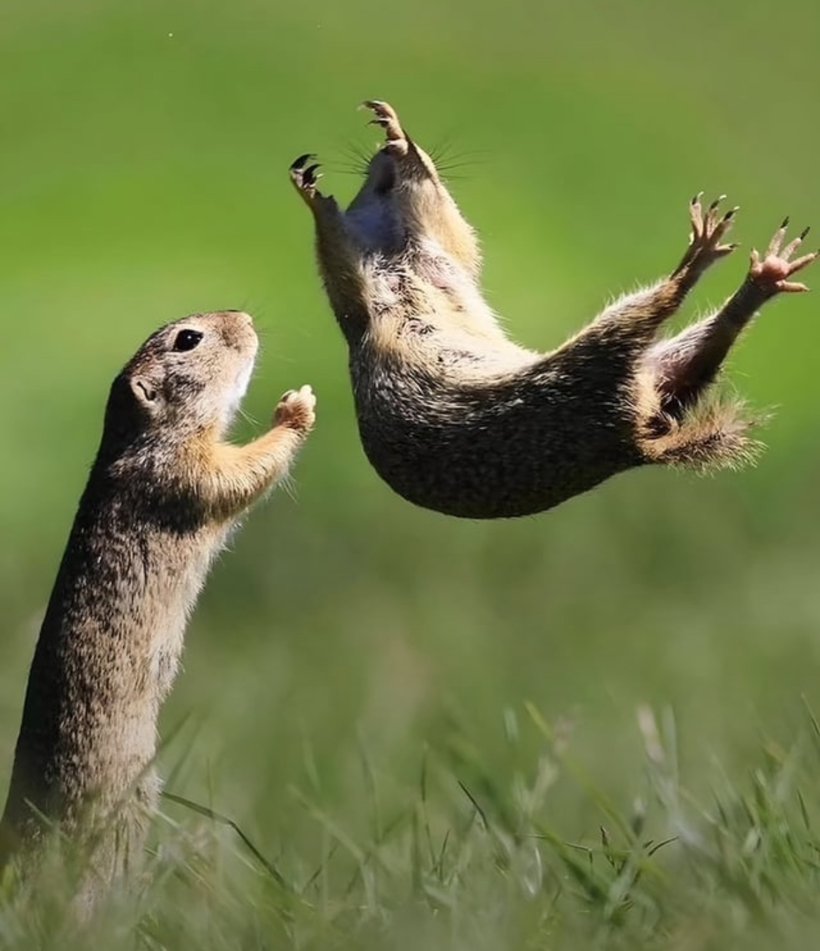 High Quality Squirrel fight Blank Meme Template