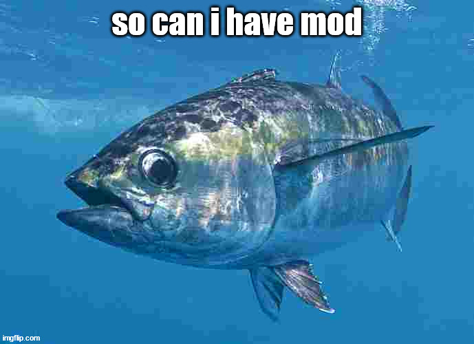 Tuma fibsh | so can i have mod | image tagged in tuma fibsh | made w/ Imgflip meme maker