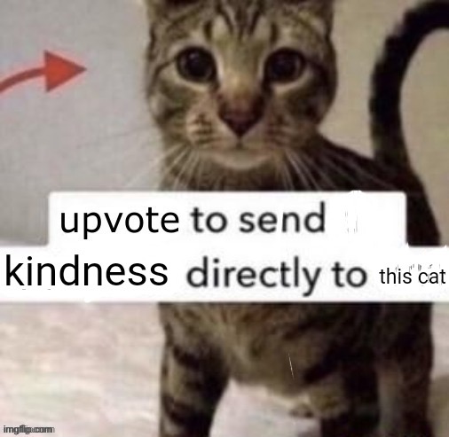 Link in comments | image tagged in upvote to send kindness directly to this cat | made w/ Imgflip meme maker