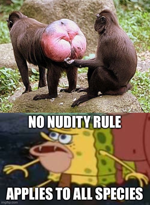 No nudity rule | NO NUDITY RULE; APPLIES TO ALL SPECIES | image tagged in monkey butt,memes,spongegar,nudity | made w/ Imgflip meme maker