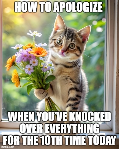 apologizing | HOW TO APOLOGIZE; WHEN YOU’VE KNOCKED OVER EVERYTHING FOR THE 10TH TIME TODAY | image tagged in apology,memes,funny,cats,hilarious memes,front page plz | made w/ Imgflip meme maker