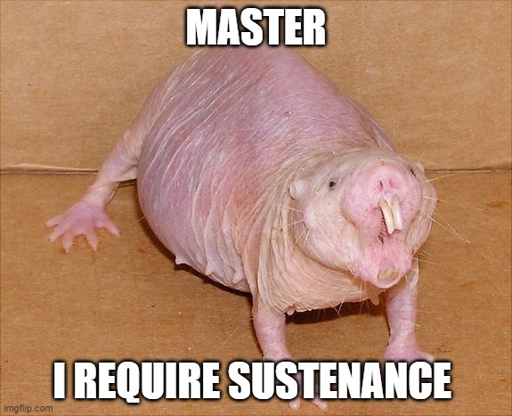 master | MASTER; I REQUIRE SUSTENANCE | image tagged in naked mole rat | made w/ Imgflip meme maker