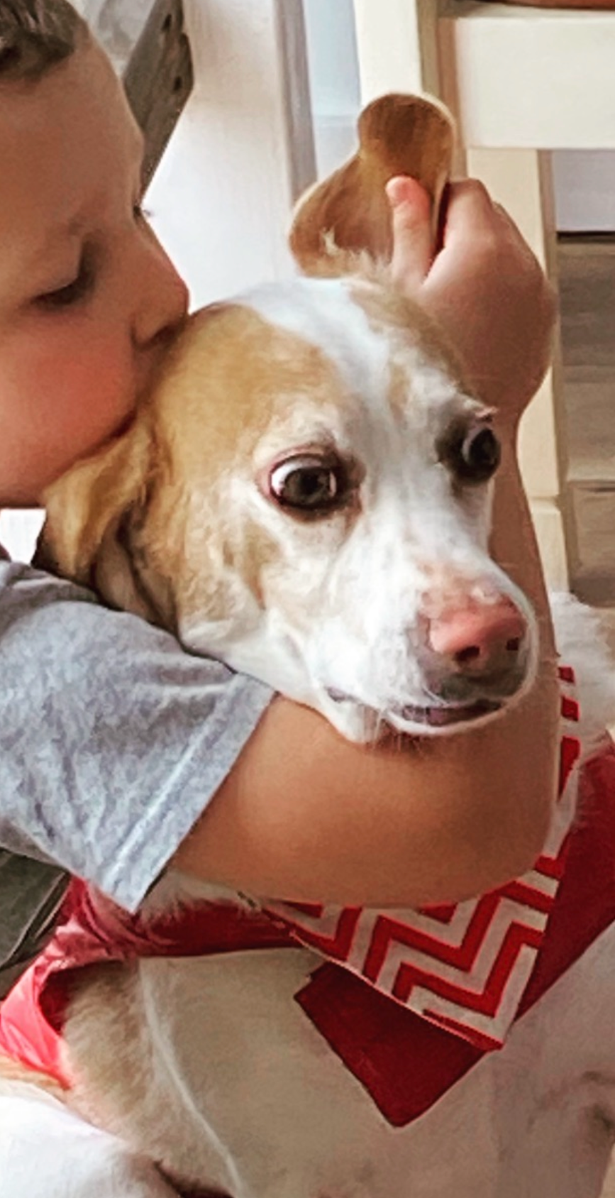 Worried dog Blank Meme Template