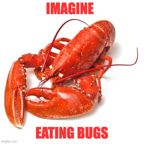 Lobster | IMAGINE EATING BUGS | image tagged in lobster | made w/ Imgflip meme maker