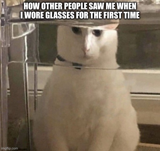 AnNoYiNg | HOW OTHER PEOPLE SAW ME WHEN I WORE GLASSES FOR THE FIRST TIME | image tagged in cat,repostlocked,funny memes | made w/ Imgflip meme maker