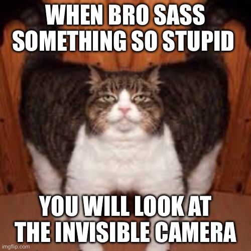 That bro is actually my sister | WHEN BRO SASS SOMETHING SO STUPID; YOU WILL LOOK AT THE INVISIBLE CAMERA | image tagged in cat,relatable,funny | made w/ Imgflip meme maker