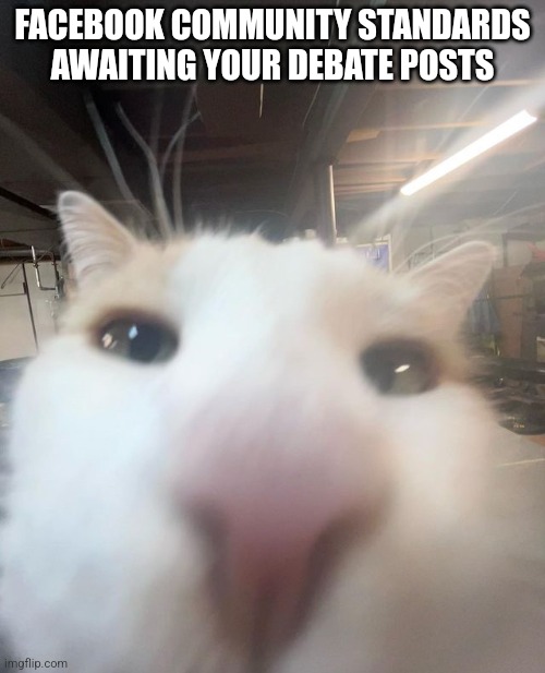 Facebook Cat Lol | FACEBOOK COMMUNITY STANDARDS AWAITING YOUR DEBATE POSTS | image tagged in funny cat,facebook jail,facebook,cats | made w/ Imgflip meme maker