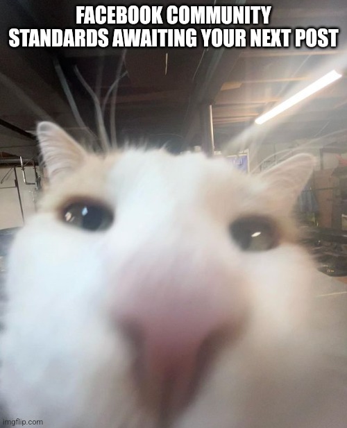 Facebook Community Standards Cat | FACEBOOK COMMUNITY STANDARDS AWAITING YOUR NEXT POST | image tagged in funny cat,facebook,funny,cats,fyp | made w/ Imgflip meme maker