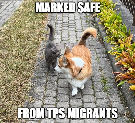 TPS migrants | MARKED SAFE; FROM TPS MIGRANTS | image tagged in cats,dogs | made w/ Imgflip meme maker