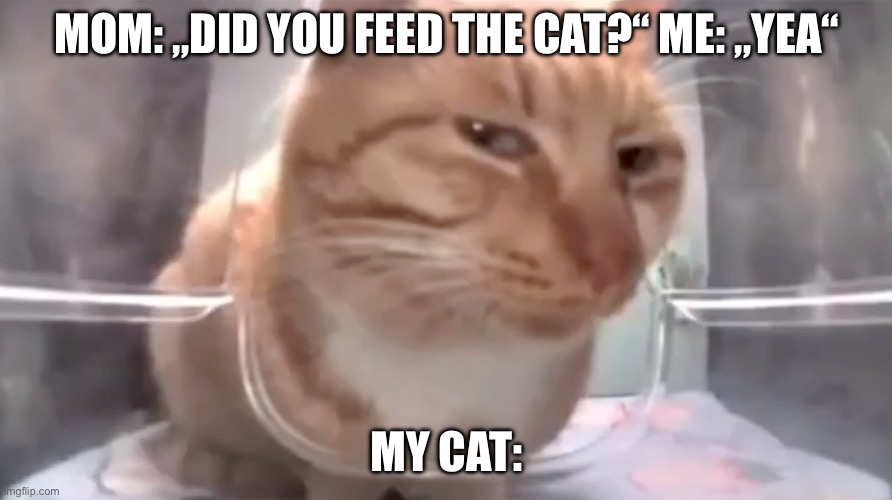 I lways forger… | MOM: „DID YOU FEED THE CAT?“ ME: „YEA“; MY CAT: | image tagged in cat,cats,funny,relatable,memes | made w/ Imgflip meme maker