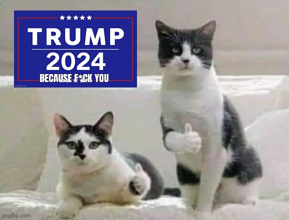 Thumbs up Cats | image tagged in thumbs up cats | made w/ Imgflip meme maker