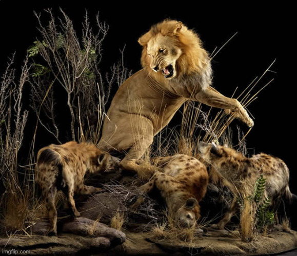 Lion Facing Hyenas | image tagged in lion facing hyenas | made w/ Imgflip meme maker