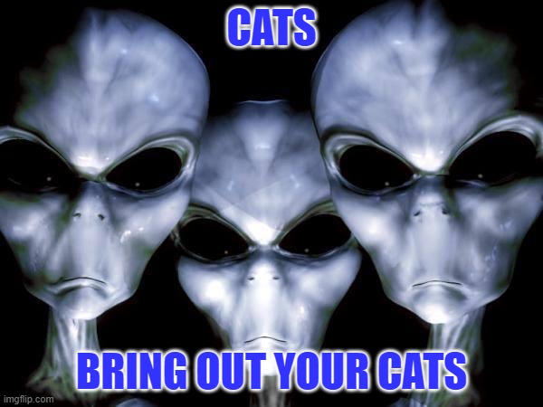 Bring Out Your Cats | CATS; BRING OUT YOUR CATS | image tagged in grey aliens,cats | made w/ Imgflip meme maker