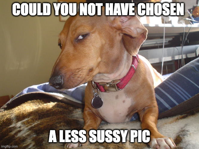 COULD YOU NOT HAVE CHOSEN A LESS SUSSY PIC | image tagged in suspicious dog | made w/ Imgflip meme maker