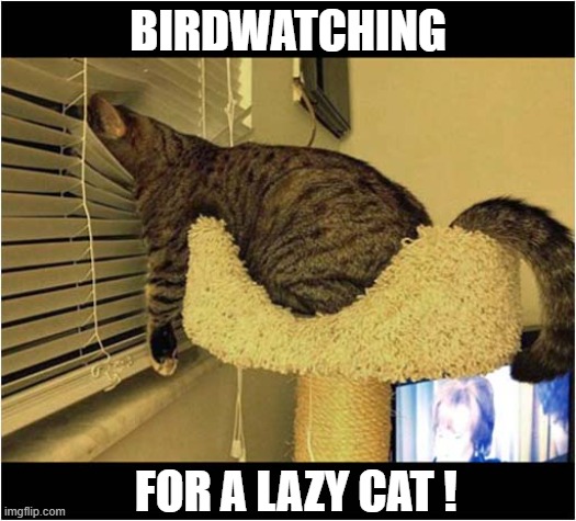 What's Going On Here ? | BIRDWATCHING; FOR A LAZY CAT ! | image tagged in cats,birdwatching,lazy | made w/ Imgflip meme maker