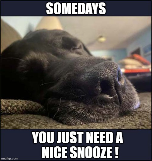 A Lazy Afternoon ! | SOMEDAYS; YOU JUST NEED A
  NICE SNOOZE ! | image tagged in dogs,lazy,snooze | made w/ Imgflip meme maker