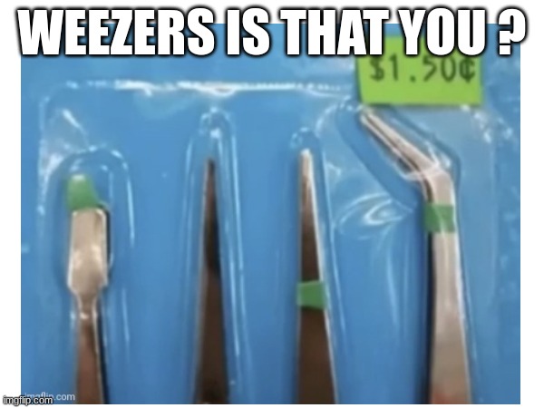 WEEZERS IS THAT YOU ? | image tagged in yes | made w/ Imgflip meme maker