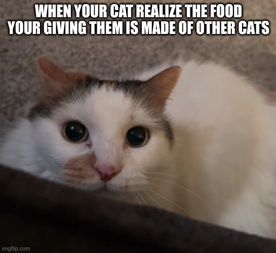 WHEN YOUR CAT REALIZE THE FOOD YOUR GIVING THEM IS MADE OF OTHER CATS | image tagged in funny | made w/ Imgflip meme maker