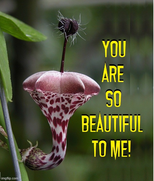 Beauty is in the Eye of the Beholder | image tagged in vince vance,orchids,flowers,odd,different,memes | made w/ Imgflip meme maker