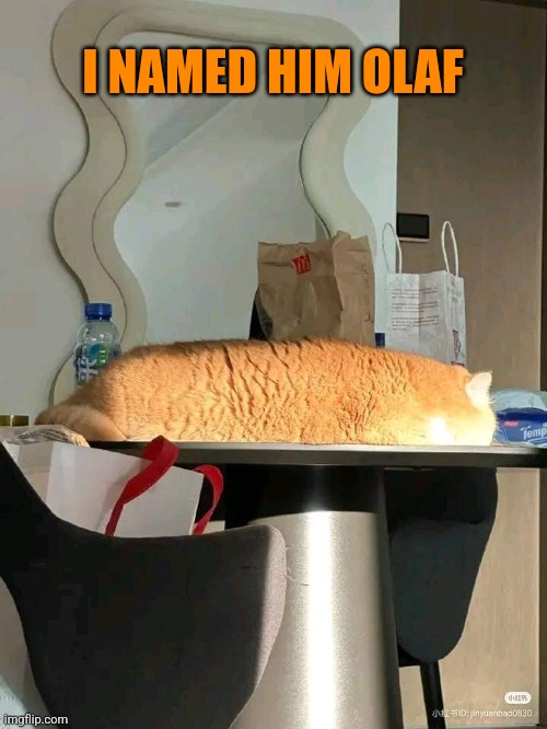 Loaf cat | I NAMED HIM OLAF | image tagged in cats,bread,loaf,lazy,funny cats | made w/ Imgflip meme maker