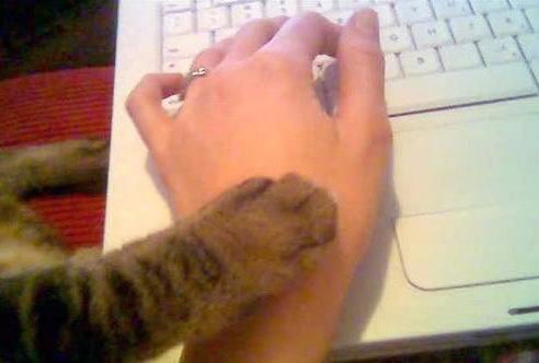 Cat paw, time to log off bro Blank Meme Template