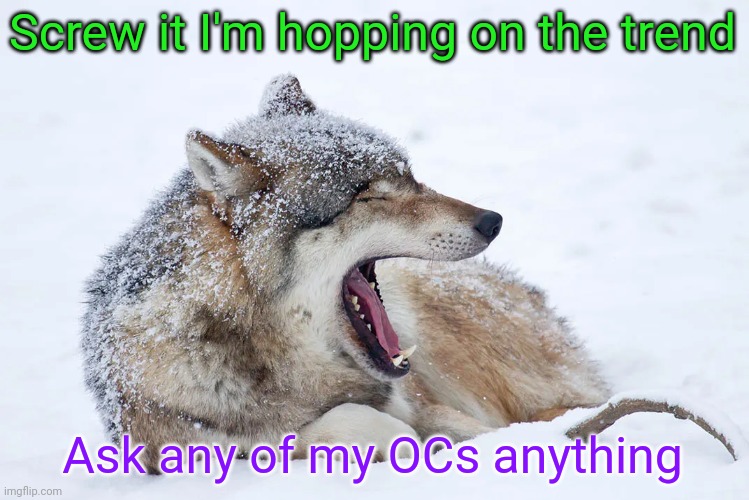 Yawning wolf | Screw it I'm hopping on the trend; Ask any of my OCs anything | image tagged in yawning wolf | made w/ Imgflip meme maker