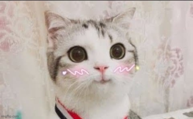 cutesy cat uwu flushed | image tagged in cutesy cat uwu flushed | made w/ Imgflip meme maker